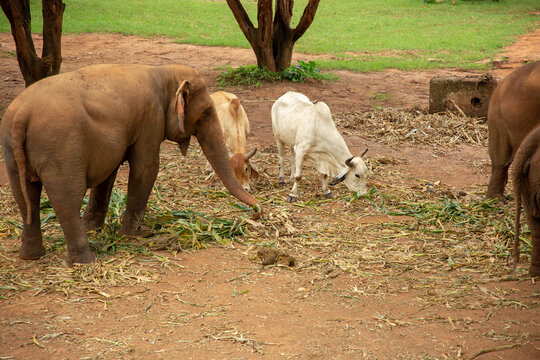 Rescued elephants eating at a sanctuary in Thailand.