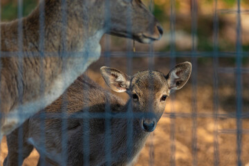 portrait of a young deer behind bars
