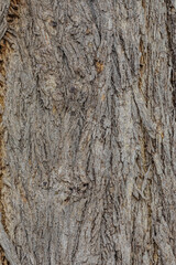 bark of a treeclose op