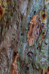 wet eucalyptus tree bark