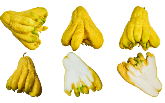 Assorted whole and sliced Buddhas hand citrons isolated on a transparent background, a unique citrus fruit often used in Asian cultures and during Lunar New Year celebrations