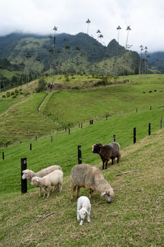 Sheep Grazing in Cocora Valley