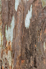 bark of a tree close op