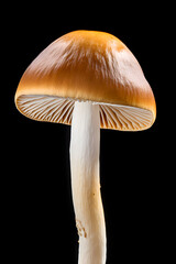 Close Up of Mushroom on Black Background. AI generated - 751201944