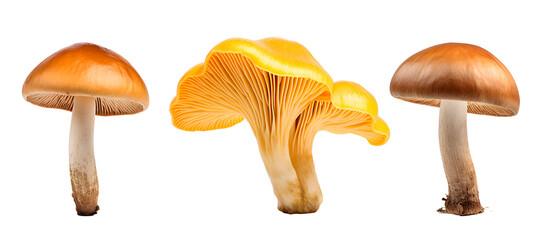 Three Different Types of Mushrooms on a White Background. Isolated. AI generated - 751201972