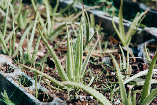 Aloe Vera growing in a vegetable bed in Thailand