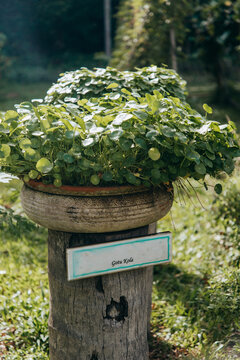 Thai herbs growing in a e vegetable patch