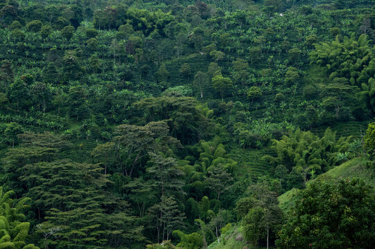 Colombian Coffee Farm Plantation