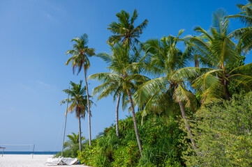 Dense tropical forest with palm trees and other trees. Sandy beach.