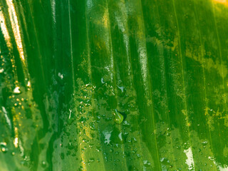 Green banana leaves with water drops, close-up for a rainy season nature background.   