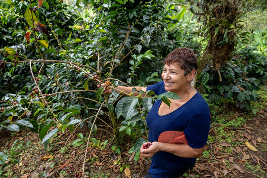 A female coffee grower reaping the harvest on her plantation