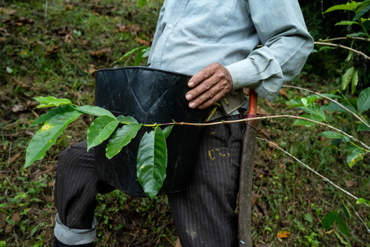 Local Farmer Working In Coffee Plantation In Colombia
