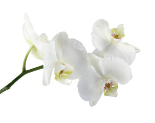 Fototapeta na wymiar Branch with beautiful orchid flowers isolated on white
