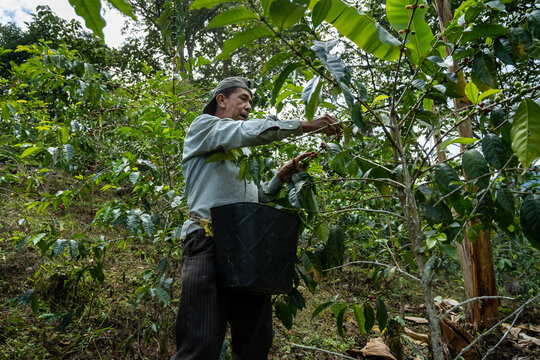 A Male Farmer Harvesting Organic Coffee