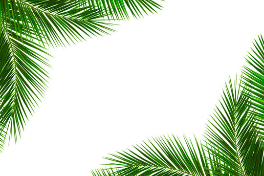 Green summer palm leaves