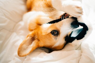 Obraz premium Corgi dog chews a sleep mask on a sunny day on a white bed