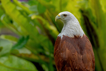 Close up Brahminy kite (Haliastur indus)
