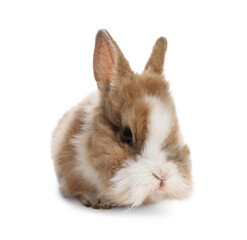 Cute fluffy pet rabbit isolated on white