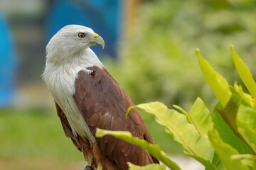Close up Brahminy kite (Haliastur indus)