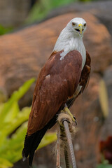 Close up Brahminy kite (Haliastur indus)