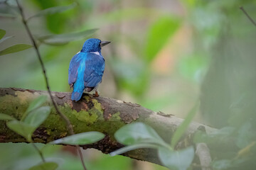 Small Blue kingfisher perching on branch