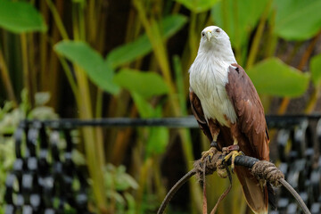 Close up Brahminy kite (Haliastur indus)