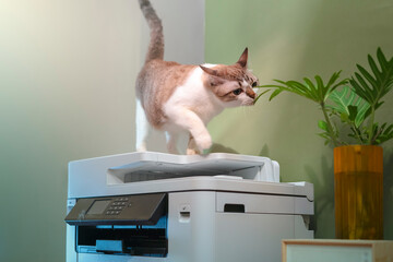 Tabby Cats walking on a multifunction laser printer in home-office documents or paperwork. Secretary work. Print technology. Photocopy.