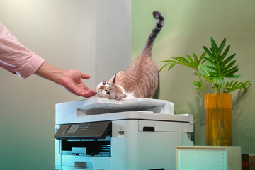 Office worker playing with cat on photocopier, multifunction laser printer in home-office documents...