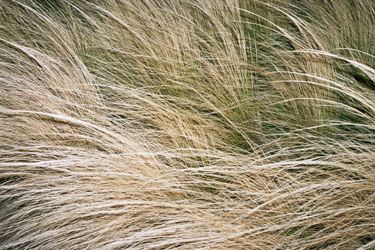 grass in the wind