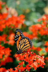 monarch butterfly on bed of red flowers
