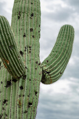 giant saguaro cactus up close against stormy arizona sky