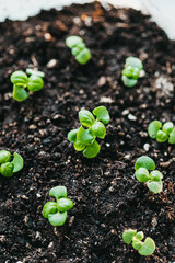 Newly indoor garden of fresh basil herbs