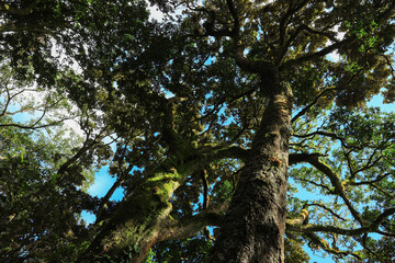 Fototapeta premium Amazing view of sky scrapping trees in Mattumala, Nelliyampathy Forest
