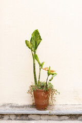 Tall plant in a pot against wall in Santa Clara, Cuba