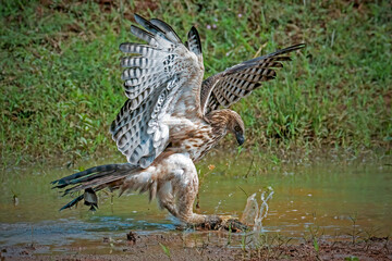 Changeable hawk-eagle catch small monitor lizard