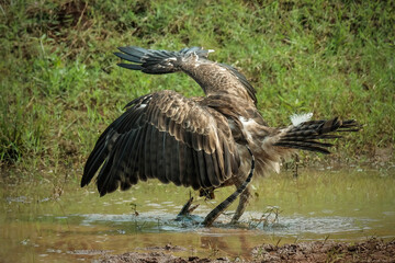 Changeable hawk-eagle catch small monitor lizard
