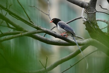 Blue Magpie on the tree. Hong Kong Kowloon Park. 