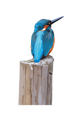 立木に止まる野鳥のカワセミ