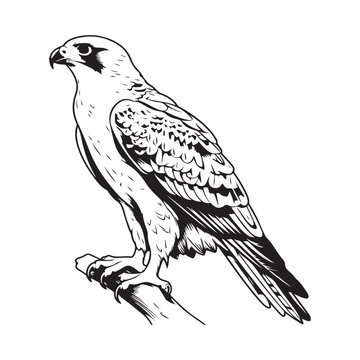 Falcon On Branch Images, Art, Design Illustration