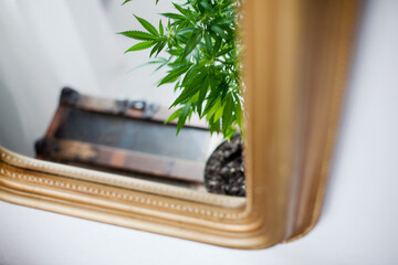 Reflection of cannabis plant 