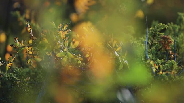 Low creeping shrubs and evergreens in autumn tundra. Close-up parallax shot, bokeh background.