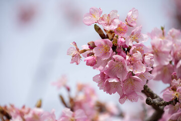 Obraz premium 河津桜