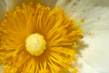 yellow flower macro