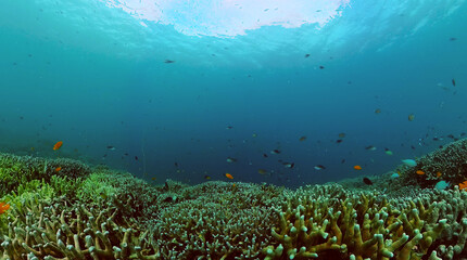 Fototapeta na wymiar Beautiful coral reef with colorful fish. Underwater world life.