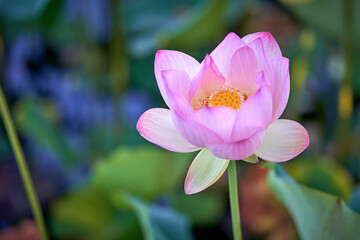 pink lotus flower