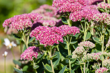 Red flowers on a sunny day. Hylotelephium