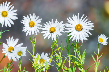 Chamomile flowers grow in a summer garden, natural background