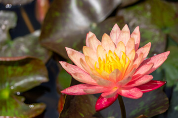 Pink lotus water lily flower in pond, waterlily with green leaves blooming