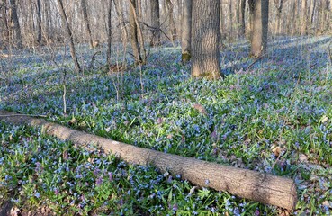 A log among Corydalis solida (bird-in-a-bush) and Scilla siberica (Siberian squill) flowers,...