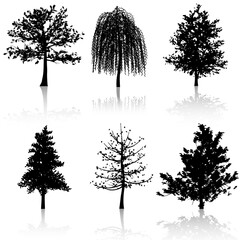 set of trees